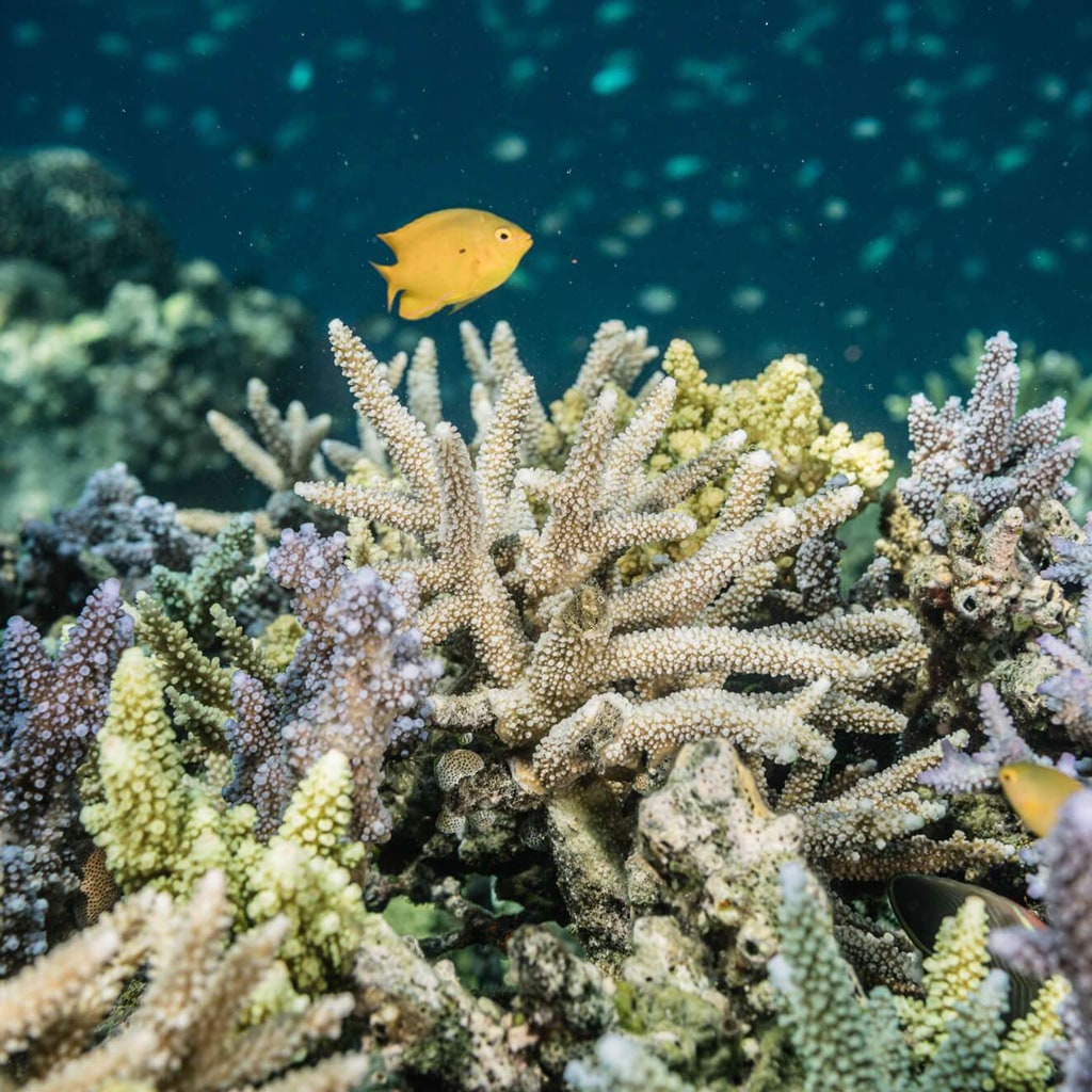 eco elio: Das reell Reef-Safe